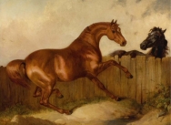 Stallion and mare