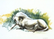 Horse Lying Down, (Camargue)