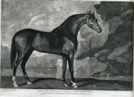 An Arabian belonging to Mr Gregory