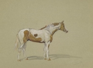 Watercolour of a Horse